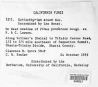 Image of Schizothyrium acuum